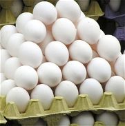 Huevos exportados orgánicos - Img 45831275