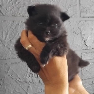 POMERANIA,macho,en 800 USD o equivalente(ACEPTO TRANSFERENCIA)TENGO MENSAJERÍA,tiene 70 días y está desparacitado. - Img 122657463
