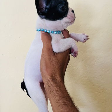 🐾Hermosa Bulldogs🐮Francés🇫🇷🌸 - Img 123067393