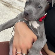 perrita pitbull 2meses - Img 56016781