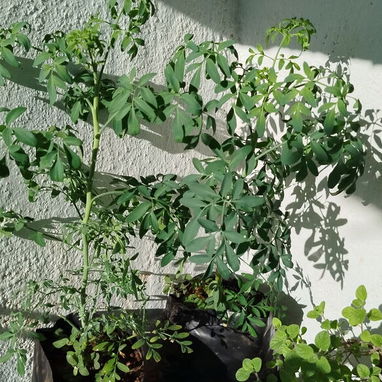 Plantas medicinales, aromáticas, frutales, vegetales, ornamentales y otras variedades. - Img 108514435