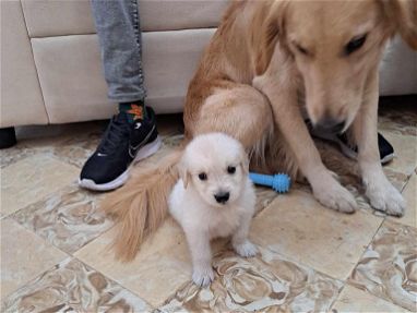 Se venden Hermosos cachorros Golden Retriever un macho y dos hembritas - Img 66038290