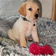 Cachorros Labradores - Img 45719029