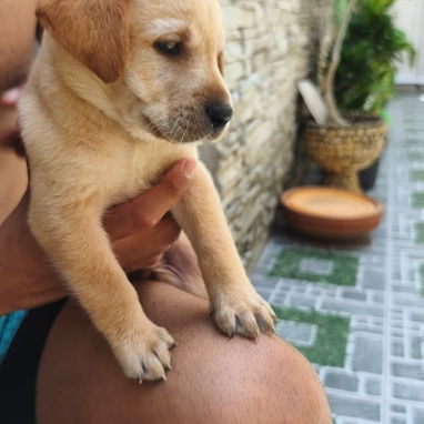 Si buscas una Exelente compañía pitbull, Chihuahua, shitzu, bulldog francés,53818081: - Img 123407545