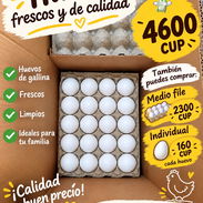 HUEVOS IMPORTADOS - Img 57464737