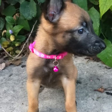 PASTOR MALINOIS,hembras en 300 USD o equivalente,TENGO MENSAJERÍA,45 dias,desparacitadas,con historia clínica y collar - Img 123047622