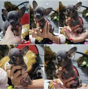 (((  CHIHUAHUAS MACHO MINI    BETTY MASCOTAS WHATSAPP 52506841 )))) - Img 50892162