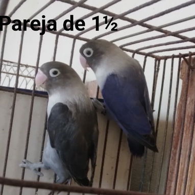 Rosaicolis para mascotas en su hogar - Img 123136480