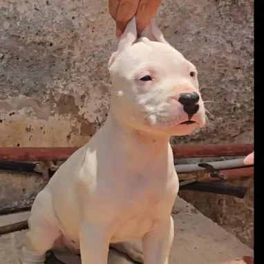 DOGO ARGENTINO,ambos sexos,en 450 USD o equivalente,TENGO MENSAJERÍA,tienen 65 días y están desparacitados - Img 121821270
