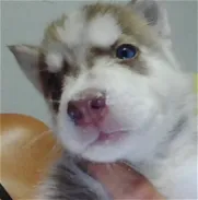Cachorro de husky siberiano macho de ojos azules - Img 45820855