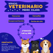 Veterinario - Img 54096146