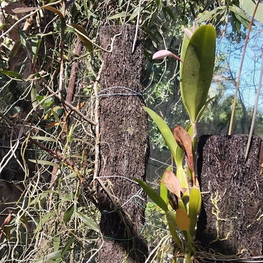 Orquídeas que enamoran - Img 121577427