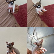 Hermosos cachorros chihuahuas, lindos colores - Img 55604632