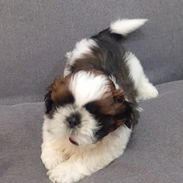 Cachorro macho de Shih Tzu en venta. - Img 55797925