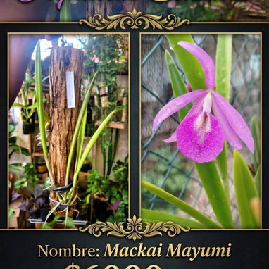 Orquidea - 5/8