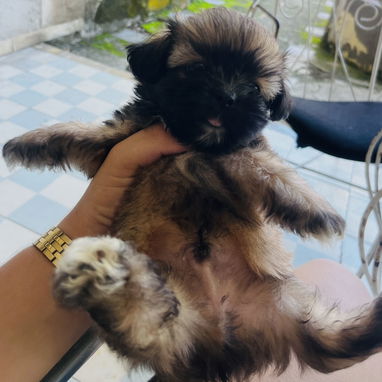 Cachorros de shitzu machos - 3/5