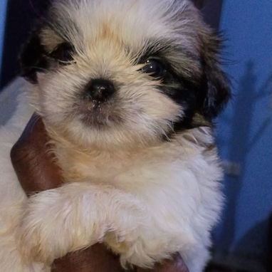 Las razas de tu preferencia Chihuahua , Shitz,labrador , Husky, Salchicha , pitbull,53818081 - 6/7