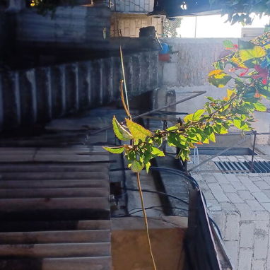 Se vendeee - Img 118573992
