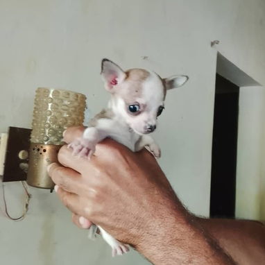 Chihuahua - 8/8