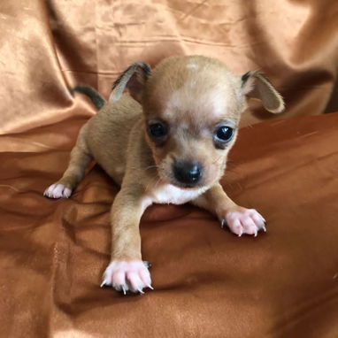 Vendemos cachorro de todo tipo de razas - Img 111500448