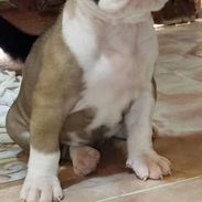 Variedades de razas.pitbull.shitzu.chihuahua.bulldog francés.cocker.pastor alemán.pastor belga malinoe.salchicha.yorky. - Img 58341895