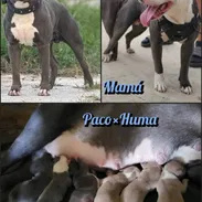 Cachorros en venta!! - Img 56382626
