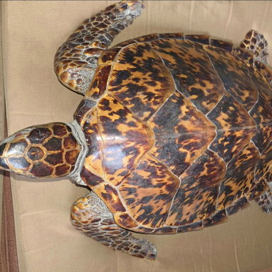 Tortuga Carey (disecada) - Img 117144084