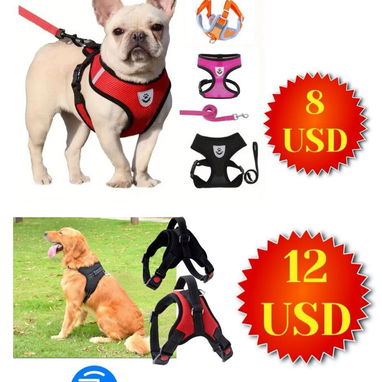 Para las mascotas de casa - Img 101681326
