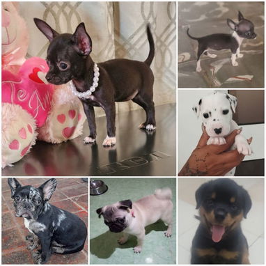 • • • • RAZAS CANINAS PARA ELEGIR BETTY MASCOTAS WHATSAPP 52506841 • • • • - Img 126216020