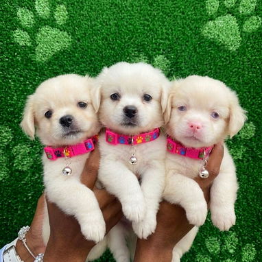 💙🐶DOGS BUTTY💙🐶53619001 🐶 PEKINES HEMBRAS Y MACHO 🐶CHIHUAHUA MINI  🐶chihuahua Fawn 🐶PITBULL AZULES  📞53619001 - 2/5