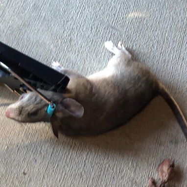 Ratoneras  para Ratas Grandes Calidad Premiun - 3/10