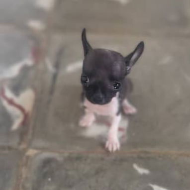 SHIHUAHUA MINI,hembra,en 250 USD o equivalente,TENGO MENSAJERÍA,tiene 60 días y está desparacitada - Img 125842443
