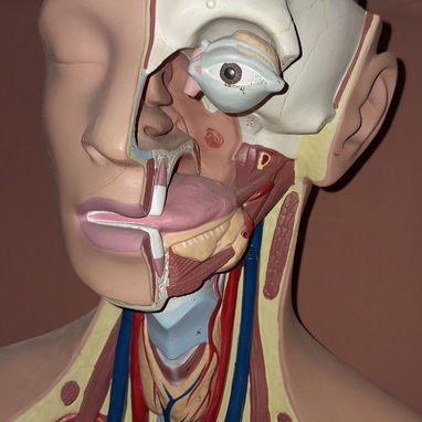 Maniquí, anatomía de un cuerpo humano. La altura del mismo es de 35 pulgadas. - 2/3