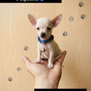💙🐶DOGS BUTTY💙🐶53619001 🐶 PEKINES HEMBRAS Y MACHO 🐶CHIHUAHUA MINI 🐶chihuahua Fawn 🐶PITBULL AZULES 📞53619001 - Img 56643357