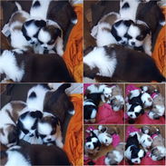 ((( SHIH TZU CAMADA PRÓXIMAMENTE EN VENTA WHAT'SAPP 52506841 ))) - Img 54885378
