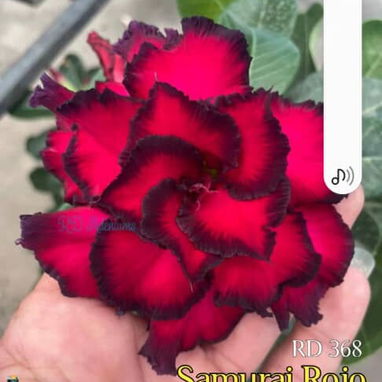Adenium - 5/10