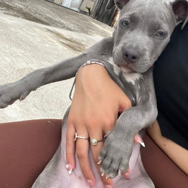 perrita pitbull 2meses - Img 124321281