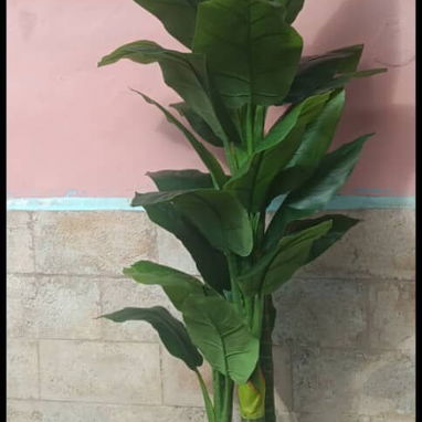 Planta hermosa - Img 121840710