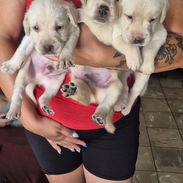 Leer hasta el final Cachorros de labrador disponibles para su nuevo hogar el 25 de este mes Quedan solo 3 machitos Se e - Img 56826351
