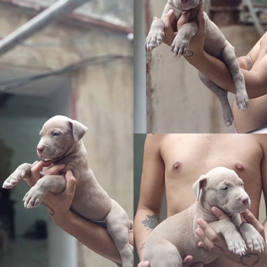 Pitbull terrier - 3/3