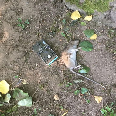 Ratoneras  para Ratas Grandes Calidad Premiun - 9/10