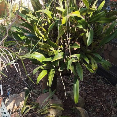 Orquídeas que enamoran - Img 121577420