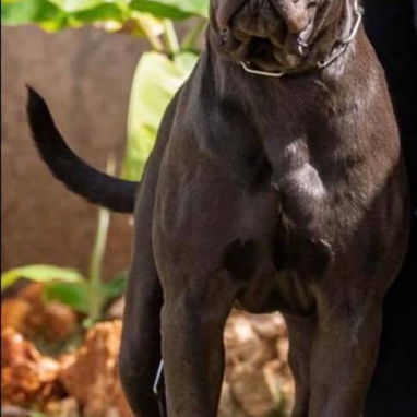 CANE CORSO CON PEDIGREE - Img 125280190