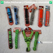 ✅️Pecheras,Collar y y Cinta para mascotas✅️ - Img 54511893