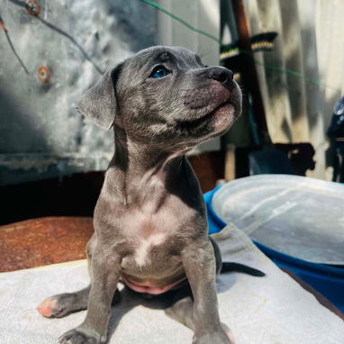 Cachorros pitbull - Img 126444928