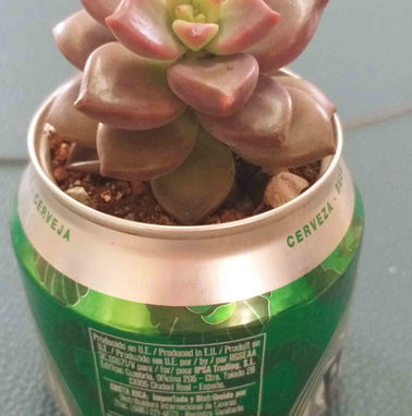 Preciosos cactus y suculentas para adornar espacios y regalar. Haz que las buenas vibraciones lleguen a tu hogar - Img 97337468