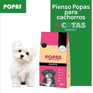 POPAS PUPPY Cachorros todas las rasas y Hembras Gestantes - Img 57764199