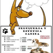 Estelista canino professional domicilio - Img 55765659
