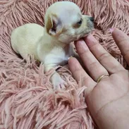 SHIHUAHUAS MINI CABEZA DE MANZANA,hembras,en 300 USD o equivalente,TENGO MENSAJERÍA,tienen 35 días y están desparacitada - Img 55825264