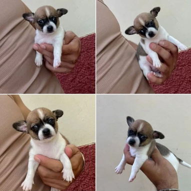 SHIHUAHUA MINI,macho,en 150 USD o equivalente(ACEPTO TRANSFERENCIA)TENGO MENSAJERÍA,tiene 55 días y está desparacitado. - Img 123063007